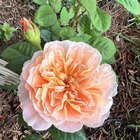 first bloom on my impressionist rose 😍 – Reddit Post