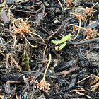 We have germination!