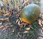 When do I pick this pumpkin?