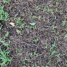 Any lawn repair advice appreciated