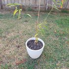 Help my baby nectarine lost its leaves, what happened?