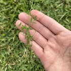 What weed is growing in my lawn