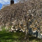 Only bottom of tree is blossoming – Reddit Post