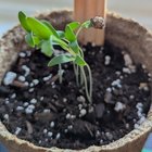 Seed still attached?