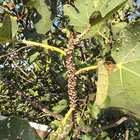 Neighbors fig tree attracts flies