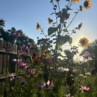 It’s bittersweet knowing I’m going to leave my first garden behind after I move in a month.. here’s some photos of my flowers. – Reddit Post
