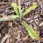 What’s wrong with my old man Banksia :(