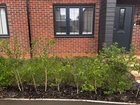 New build front garden 🪴