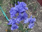 Beautiful Iris This year – Reddit Post