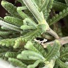 Took some time in my garden and took some photos, there was so many praying mantis babies! 🥹 – Reddit Post