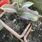 Why do mine tulip leaves have purple stripes on them? – Reddit Post