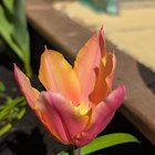This year’s first tulips! – Reddit Post
