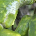 Orange tree – Neem oil can fix it?