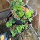 My first strawberries! – Reddit Post