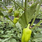 My garden happies today – Reddit Post