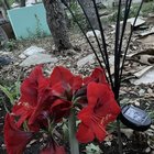 Just sharing the most amazing Amaryllis I’ve ever seen. – Reddit Post