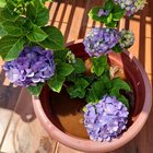 My Big leaf Hydrangea💜 after and before – Reddit Post