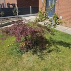 Acer tree seems to have grown another tree
