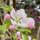 Honeycrisp apple blossoms are starting to open today. – Reddit Post