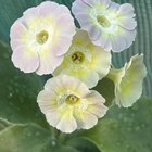 Auriculas 2025