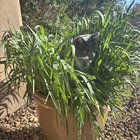 Decided to grow cat grass for my boy this year! 😱 – Reddit Post