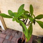 Frangipani leaves turning dark and white spots