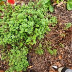 How do I encourage my thyme to fill out these bare spots? – Reddit Post