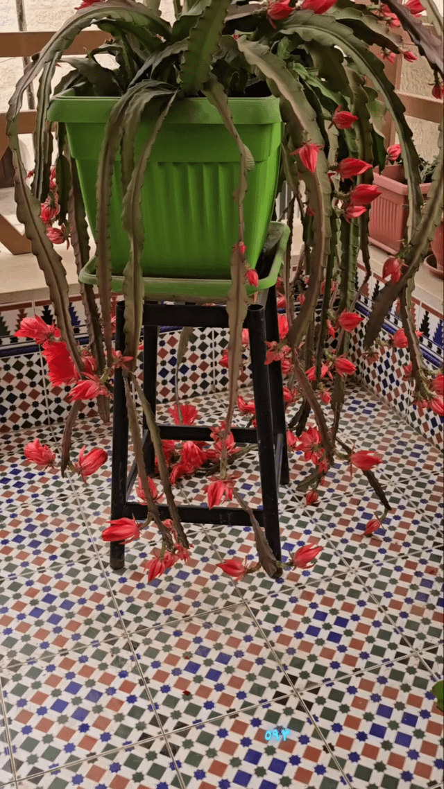 Red disocactus flowers. – Reddit Post