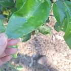 Small tree growing. What is it?