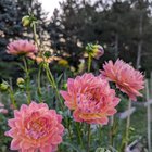 dahlia flower from my garden (last year) – Reddit Post