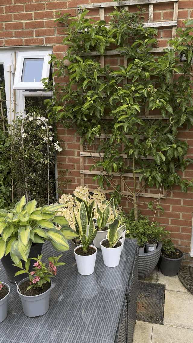 New build house bare ground to a mature garden in just 3 years