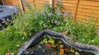 The wildflower pond edging is in full bloom, damn they’re growing high!