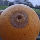 What’s eating my oranges?