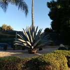 Agave flower stalk getting ready to bloom – 3 photos – Reddit Post