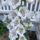 She’s a beaut! Second year for this Dalmatian white foxglove that hybridized on its own. – Reddit Post