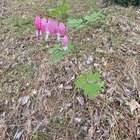 I saw this flower at my internship a couple weeks ago, and I was in awe that a flower like this even existed. I noticed one in my yard today!! How insane is that? – Reddit Post