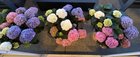 Can I plant these Hydrangea from Costco in front of my house? – Reddit Post