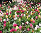 Glorious Bulbs – Reddit Post