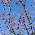 Please give me peaches this year!! – Reddit Post