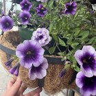 Double flower!! – Reddit Post