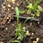 Some seed starts have leaf curling/drying why?