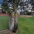 Can you save our bottle tree?