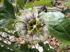 Passion fruit – Reddit Post