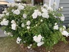My knockout rose bush that’s had white roses for the past 7 years suddenly has red blooms. Any ideas as to why? – Reddit Post
