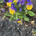 My early spring show offs – violas, pansies and snapdragons 🌺 – Reddit Post