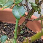 Save my rose plant