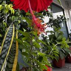 Perspectives of Hibiscus! – Reddit Post