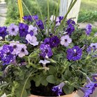 Found these beautiful Petunia’s in the Clearance isle – Reddit Post