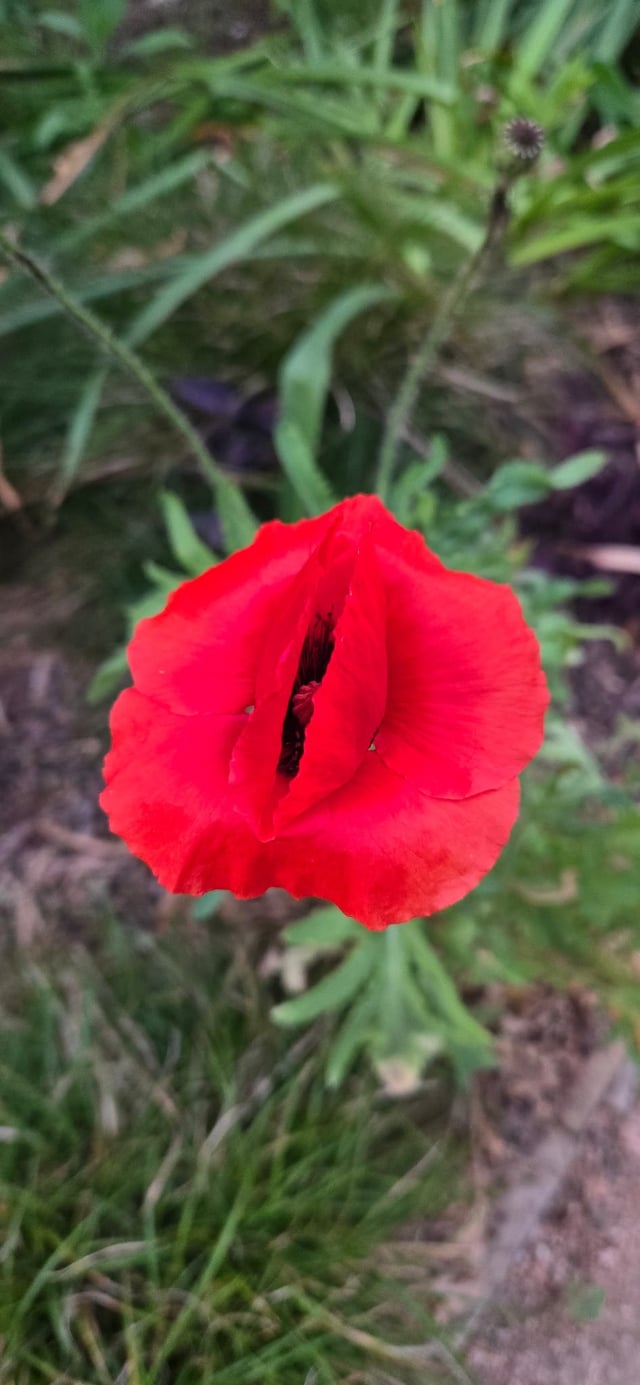 Interesting poppy.. – Reddit Post
