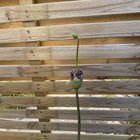 What is happening with this allium?